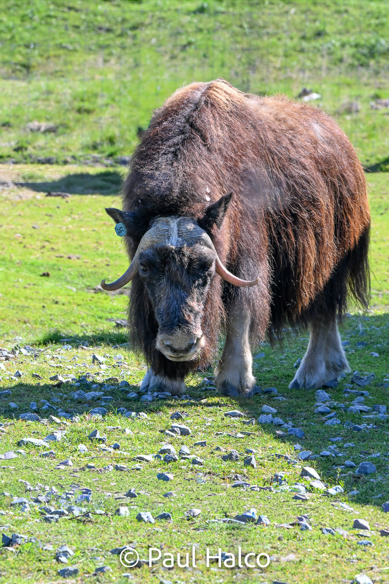 Paul Halco - General Alaska-39